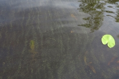 Sinilevää_17062018_web